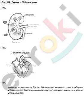 Биология 8 класс сонин с дельфином