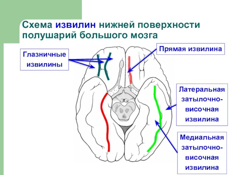 Нижняя поверхность мозга. Извилины нижней поверхности полушария. Извилины схема. Борозды и извилины нижней поверхности полушария. Нижняя поверхность полушария большого мозга схема.