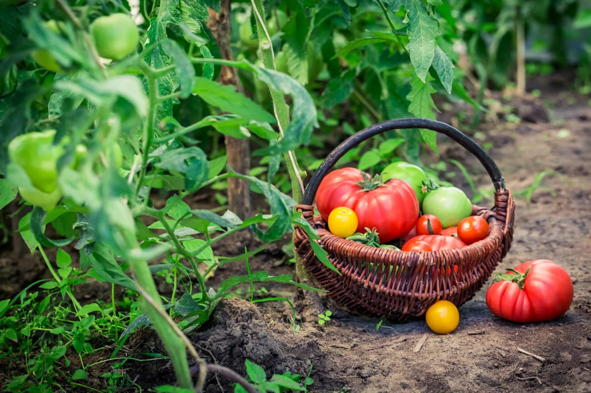 Огурцы помидоры возьмешь. Добрый огород социальный проект. Овощи на огороде. Сад и огород. Огород урожай.