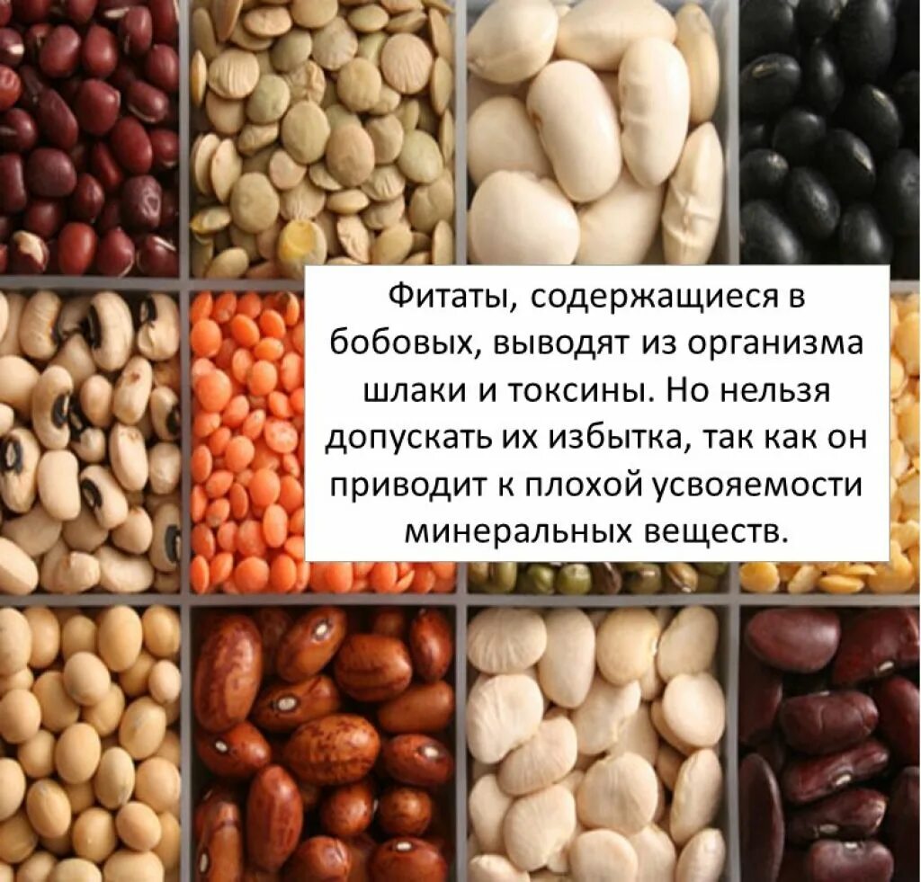 Семена бобовых содержат много. Зернобобовые культуры с названием. Бобовые продукты. Полезные бобовые культуры. Бобы всех видов.