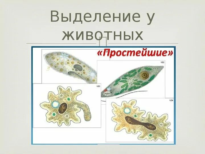 Выделение у растений и животных тест. Выделение у животных. выделение веществ у животных. выделение у растений и животных. выделение веществ у живых организмов.