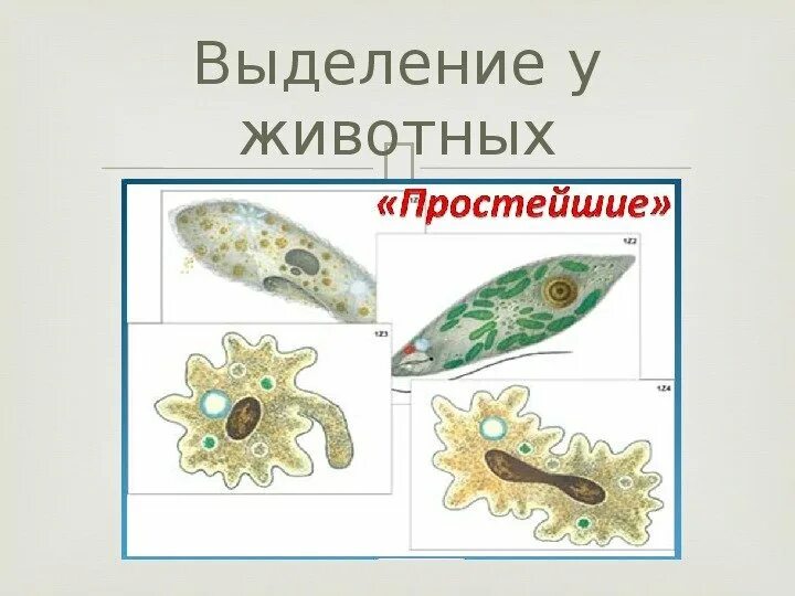 Выделение у животных 6 класс