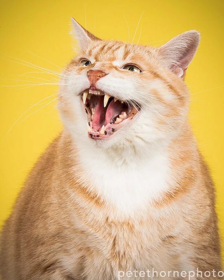 Кот с большими зубами. Толстые коты. кот мяукает. орущие коты. рыжий кот мяукает.