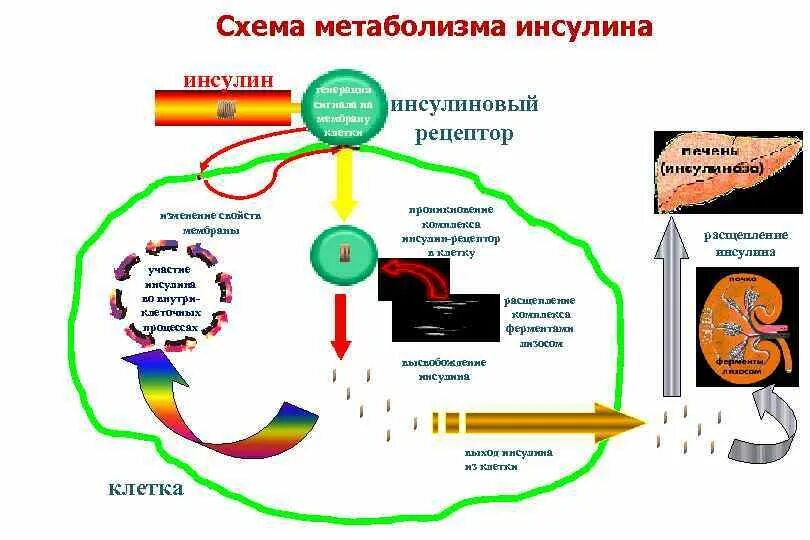 Действие инсулина на метаболические процессы схема. Инсулин в энергетическом обмене. Метаболический путь инсулина биохимия. Влияние инсулина на обмен веществ биохимия. Участвует в белковом обмене