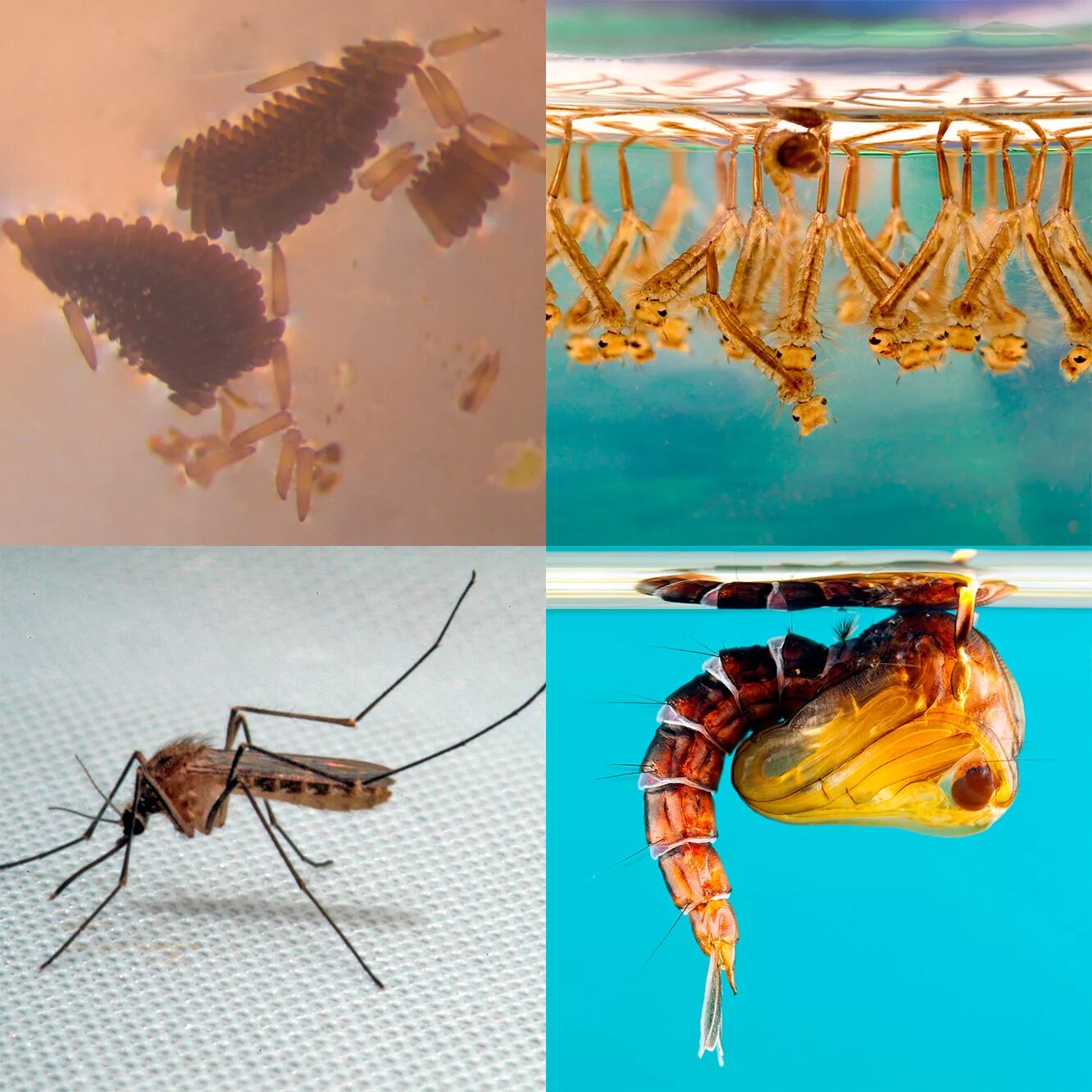 Стадия жизни насекомого. Стадии развития пкомар. Стадии развития комара. Этапы развития личинки комара. Стадии развития личинки комара.