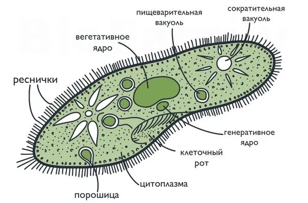 Инфузория туфелька ЕГЭ биология. Реснички инфузории туфельки строение. Строение реснички инфузории. Ложноножки у инфузории туфельки.