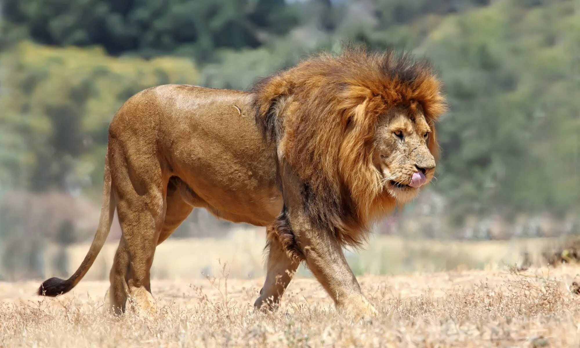 Североконголезский Лев. Львы в саванне. Panthera Leo senegalensis. Масайский Лев. Какая сильный зверь