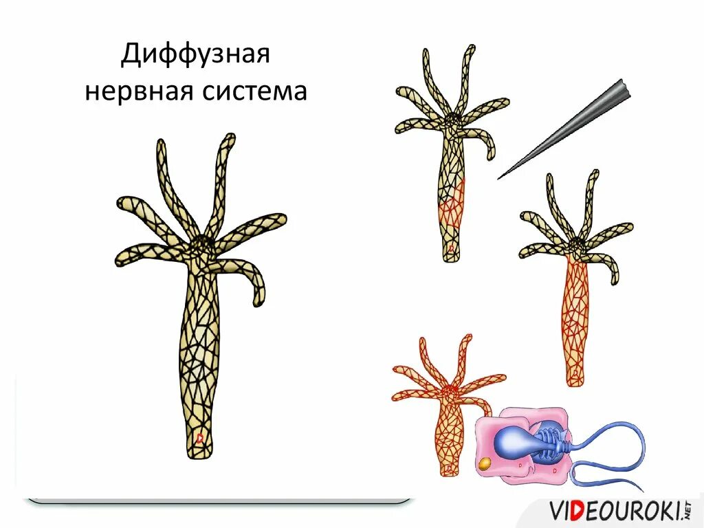 Сетчатая нервная система гидры. Диффузная нервная система гидры. Гидра нервная система диффузного типа. Неверная система диффузнонг типа. Диффузная нервная система характерна для животных типа