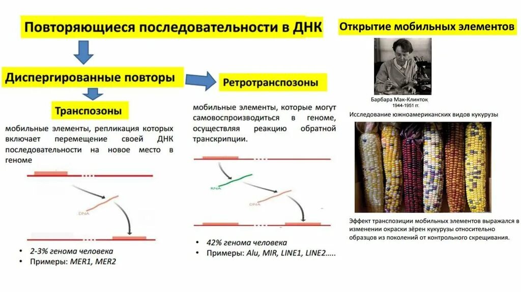 Повторяющиеся последовательности ДНК. Повторы в геноме человека. Тандемные и диспергированные повторы. Типы последовательностей ДНК. Повторяться частый