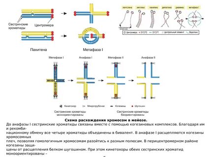 Расхождение сестринских хромосом происходит в