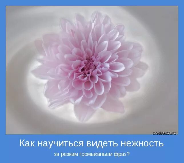 Песни нежные фразы. Высказывания о нежности. Афоризмы про нежность. Нежность красивые высказывания. Нежность цитаты.