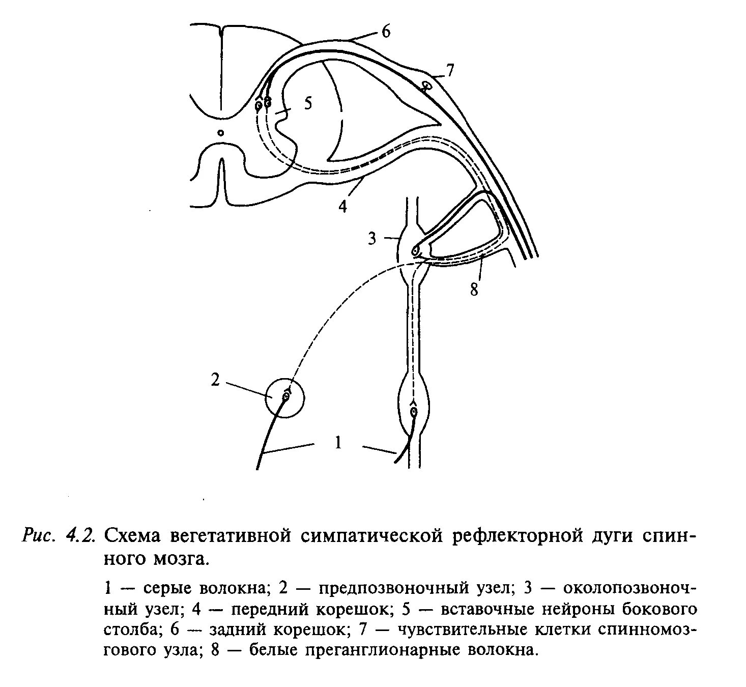 Схема вегетативной симпатической рефлекторной дуги спинного мозга. Симпатическая рефлекторная дуга схема. Схема рефлекторной дуги симпатической нервной системы. Схема вегетативного симпатического рефлекса.