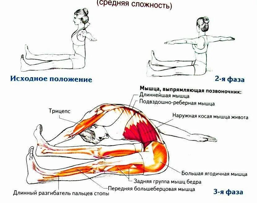 Потянул поясницу что делать. Гимнастика для растяжки мышц спины. Подвздошно поясничная мышца сгибание бедра. Мышцы сгибатели позвоночника упражнения. Мышца разгибающая позвоночник упражнения.