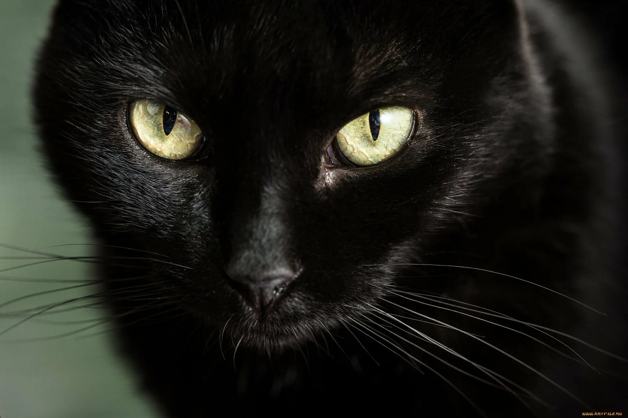 Чёрный кот. Красивый черный кот. Чёрные коты с жёлтыми глазами. Черная кошка с желтыми глазами.