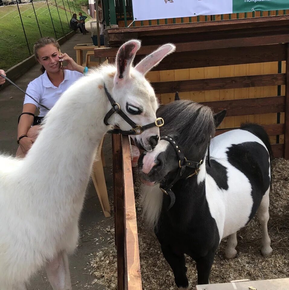 Домашние животные и человек. Фотосессия с собакой. Арендовать животных. Животные напрокат. Животные россии.