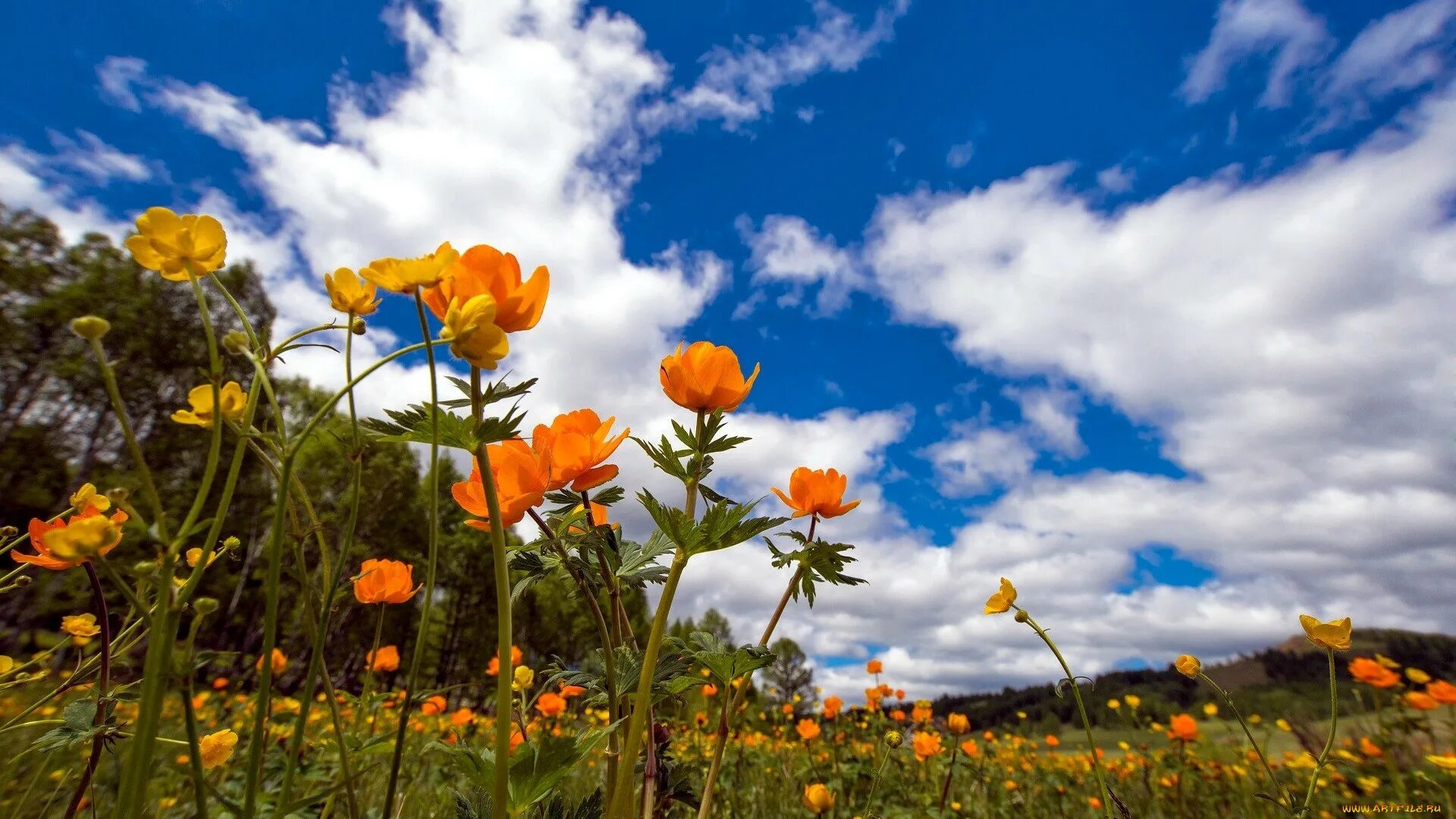 Погода в соликамске на 5 дней. Погода большой луг. Погода луга на 2 недели. Прогноз погоды в сыктывкаре. Погода луга на 2 недели.