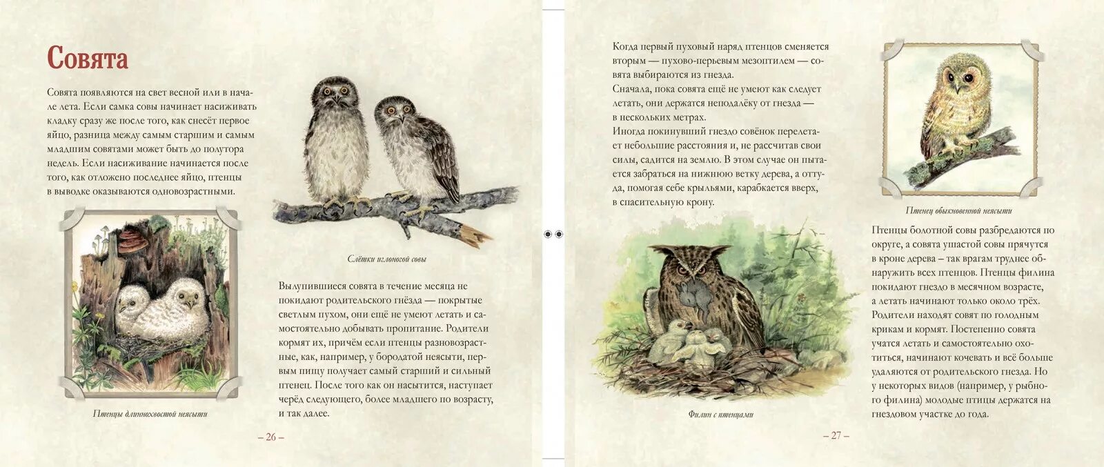 В какое время года сова. Небольшая книга о совах Бабенко. Сова с книгой. Детские книги про сов. Сова детская книга.