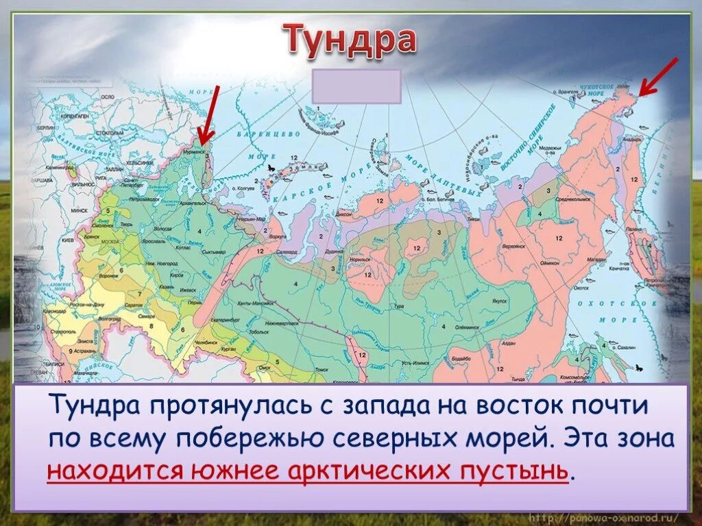 В каком направлении простирается тундра. Где расположена тундра на карте. Зона арктических пустынь 4 класс окружающий мир на карте. Где располагается тундра в России на карте. Тундра на карте России.