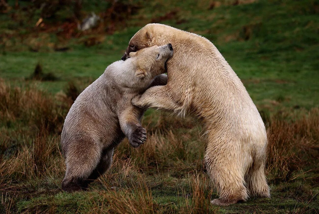 Внутривидовая конкуренция. Борьба за существование это в биологии. Борьба за существование животных. Естественный отбор в природе. Борьба за существование и естественный отбор дарвина.