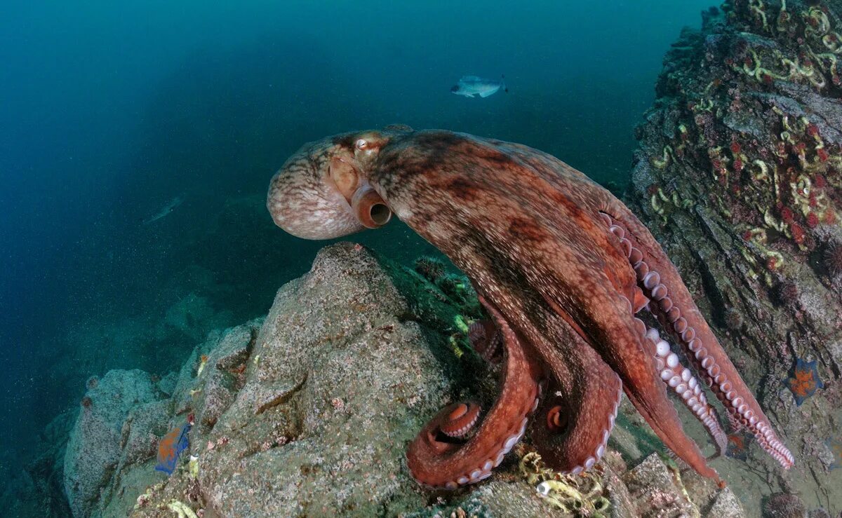 аогашима остров вулкан. остров кроличий безверхово. японское море приморский край. японское море самое большое. ландшафт острова хоккайдо.