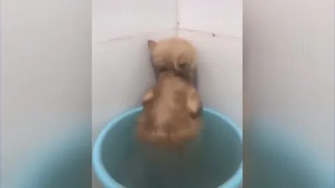 Кот обиделся после ванной