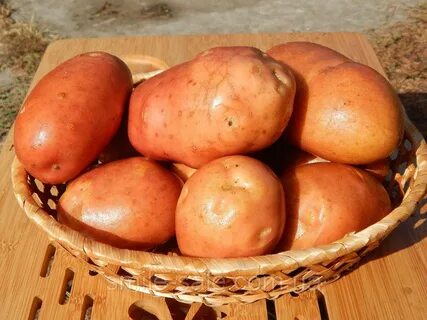 Картофель ласунок