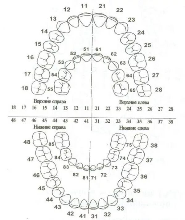 Нумерация зубов в стоматологии схема у взрослых. Схема нумерации зубов у взрослого человека. Нумерация зубов во рту ребенка схема. Нумерация зубов в стоматологии схема.