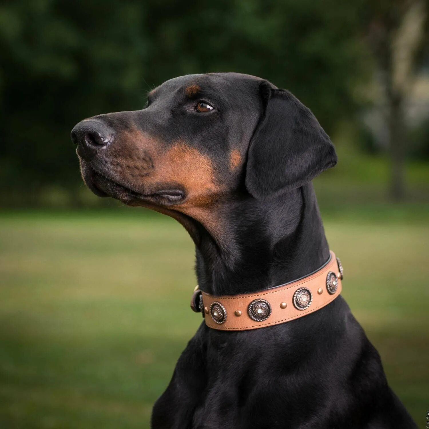 Dog Collar. Dog in a Collar. Собака в кожаном ошейнике. Luminous Dog Collar.
