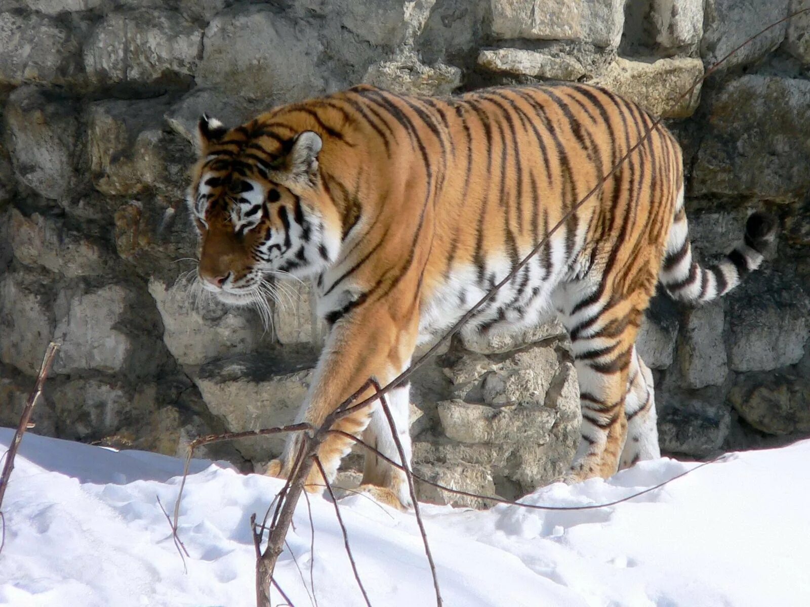 Котенок превращается в тигра. Почему тигр относится к семейству кошачьих. Шотландский тайгер. Тигр в упадке. Почему тигр кошка.