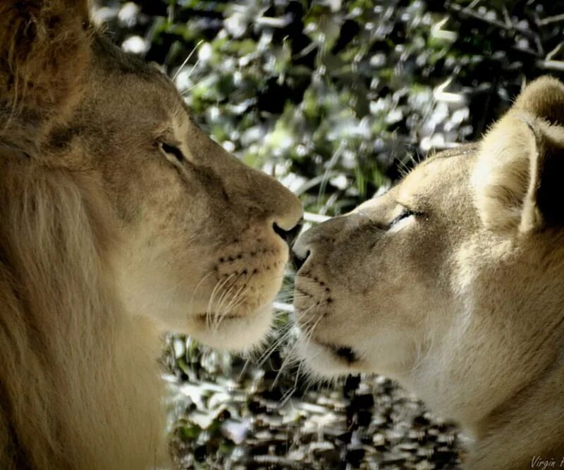 Страстное животное. Лев и львица. Пары животных. Нежность животные. Животные пары любовь.