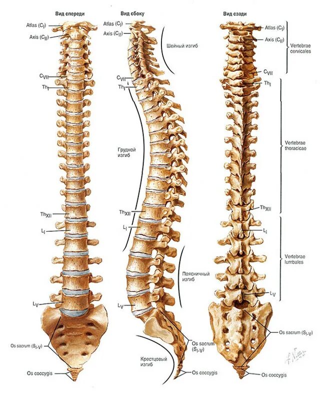 Позвонки th8 th12. Позвоночный столб анатомия атлас. Тн 12 позвонок. L6 l7 позвоночник.