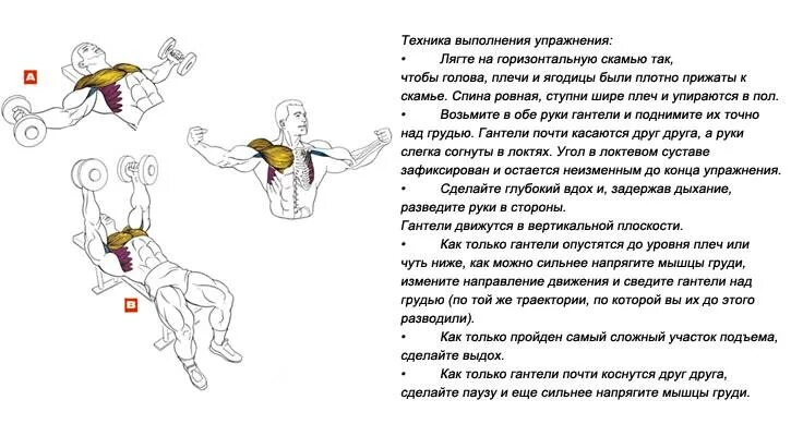 Упражнения чтобы стать сильнее. Комплекс силовых упражнений с гантелями с описанием. Упражнения с гантелями мышцы. Упражнения с гантелей группы мышц. Упражнения на мышцы рук с гантелями.