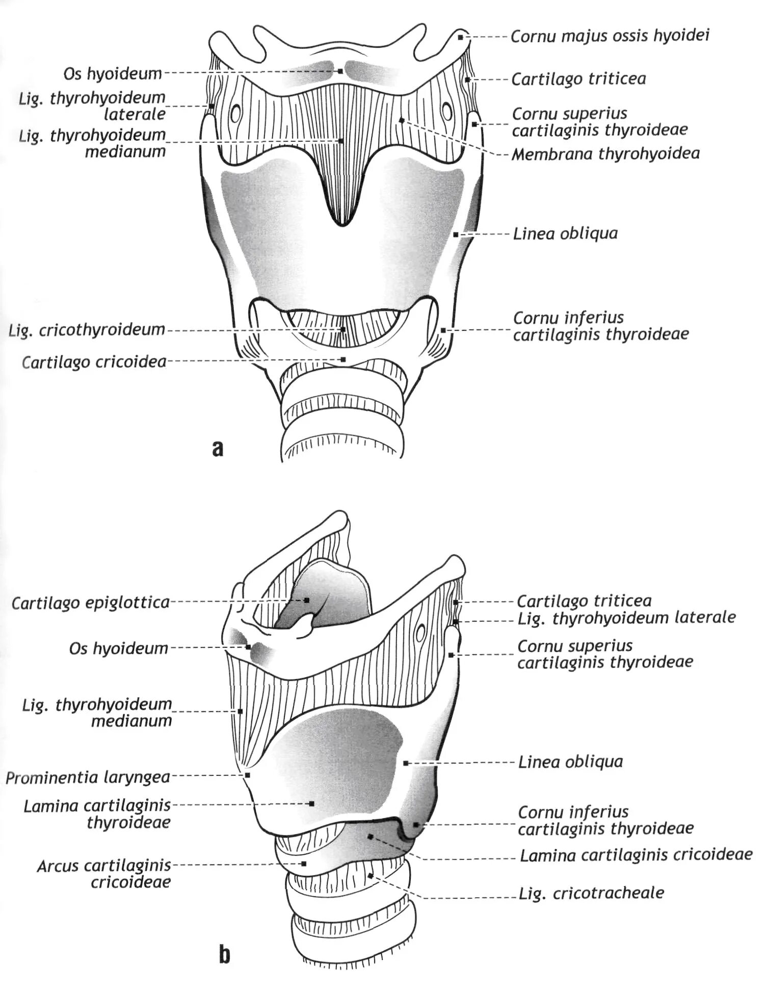 Хрящевое строение гортани. Строение перстневидного хряща гортани. Строение щитовидного хряща гортани. Хрящи гортани схема. Пластинка щитовидного хряща гортани.