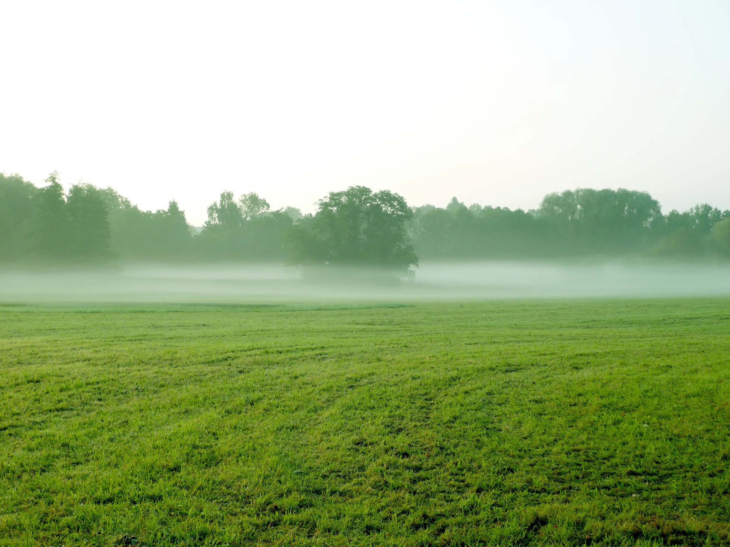 Пелена трава. Трава поле. Земля с травой. Зеленое поле. Поле в тумане.
