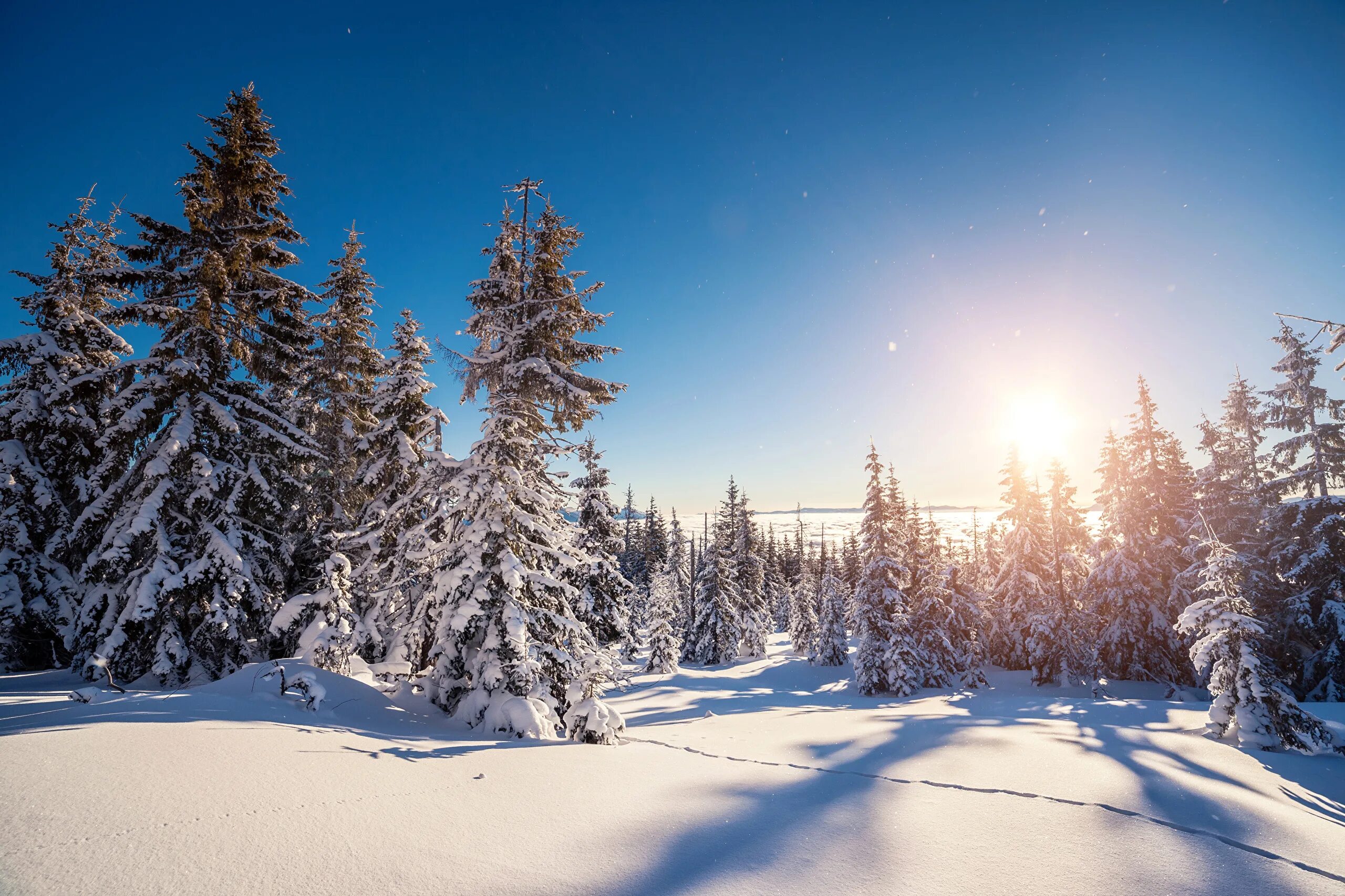 Winter forest. Зимний лес. Зимний пейзаж. Зимняя природа. Заснеженный лес.