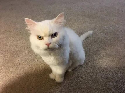 Недовольный белый кот