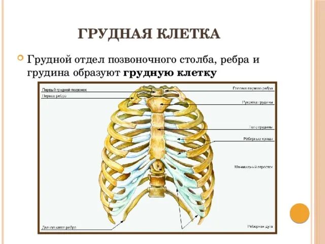 Осевой скелет человека и грудная клетка. Грудина осевой скелет. Строение грудной клетки. Строение грудного отдела.