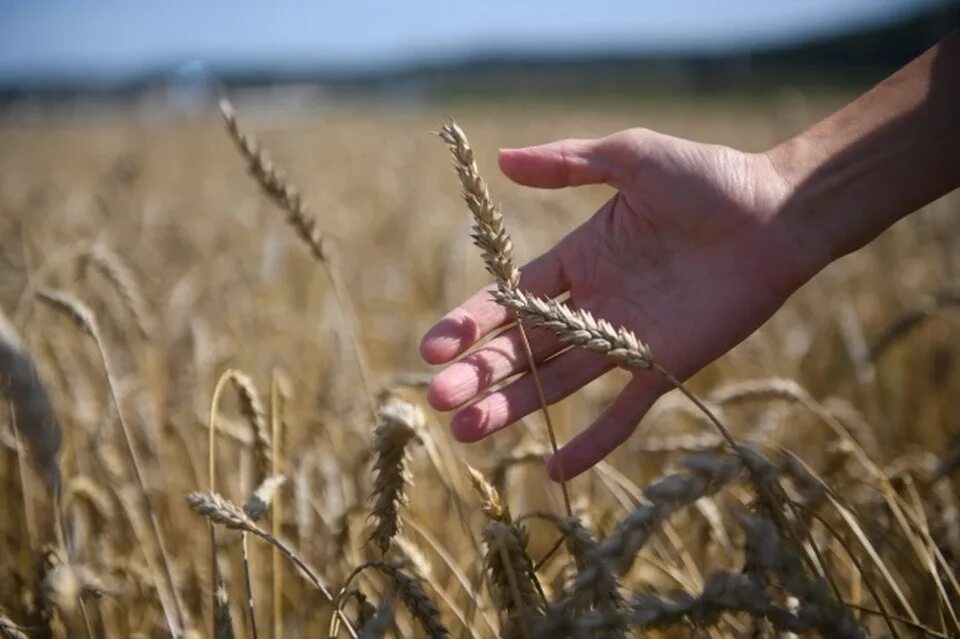 Отгрузка зерна. Экспорт зерновых. Зерновое хозяйство. Сельское хозяйство россии растениеводство. Аграрий и сельское хозяйство.