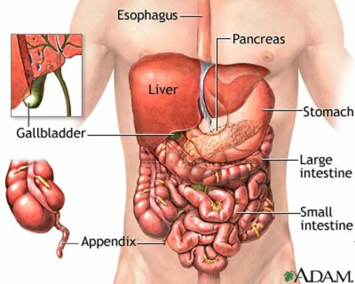 Что у человека слева в животе. Внутренние органы. Органы живота. Органы в левом боку.