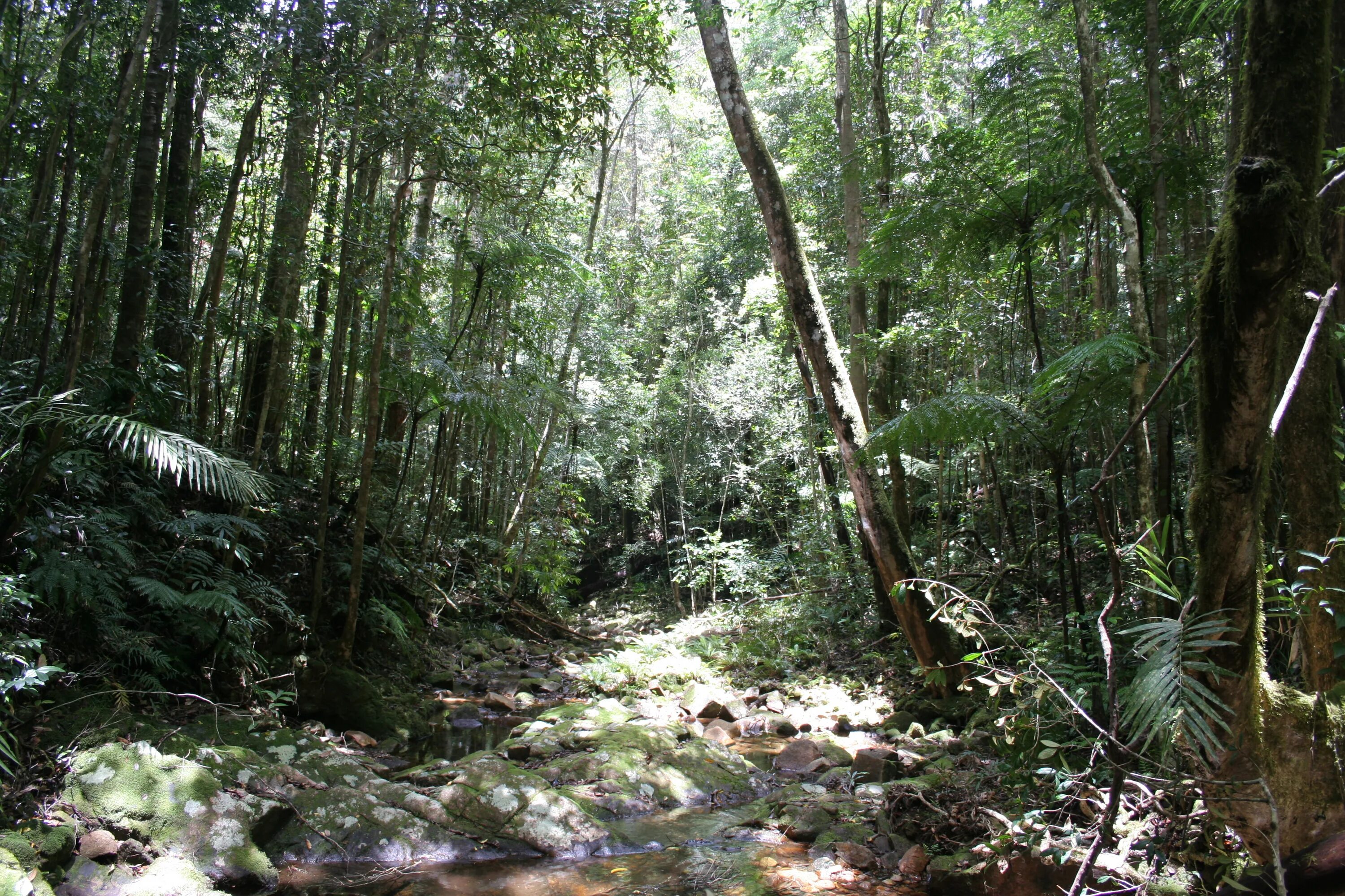 Леса несмотря на тропический зной не. Влажные тропические леса Австралии. Дождливые тропические леса Австралии. Тропические леса амазонки в Бразилии. Вечнозеленые тропические дождевые леса.