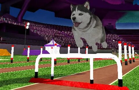 Pet sport