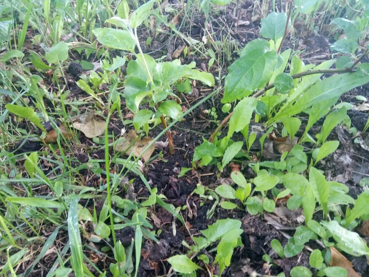 Молодая поросль в лесу. Запревание корней под садовой пленкой. Фундук размножение корневые отпрыски. Спилить поросль. Отрасль поросль.