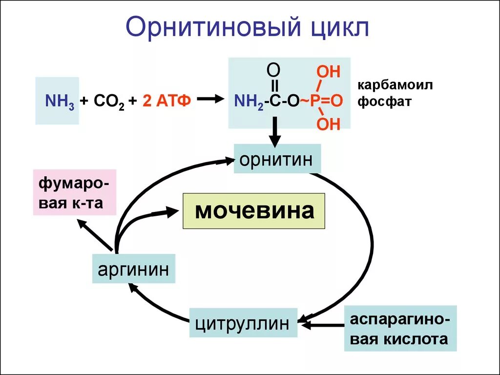 Орнитиновый цикл. Схема синтеза мочевины орнитиновый цикл. Реакции орнитинового цикла синтеза мочевины. Цитруллин орнитиновый цикл. Реакции образования циклов