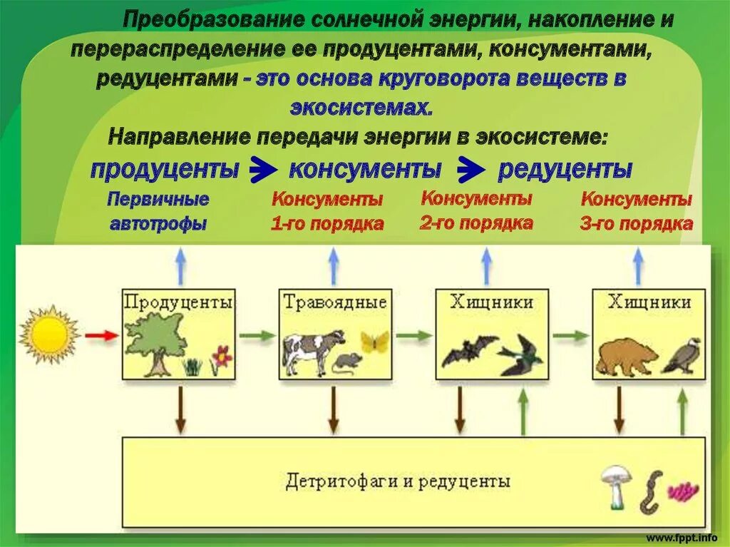 Трофическая структура агроэкосистемы. Элементы трофической структуры экосистемы. Трофическая пищевая структура. Структура биогеоценоза продуценты консументы редуценты.