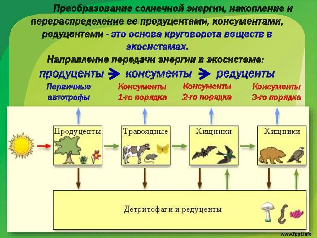 Установи взаимосвязь структуры организма начиная с наименьшей. Трофическая структура агроэкосистемы. Элементы трофической структуры экосистемы. Трофическая пищевая структура. Структура биогеоценоза продуценты консументы редуценты.