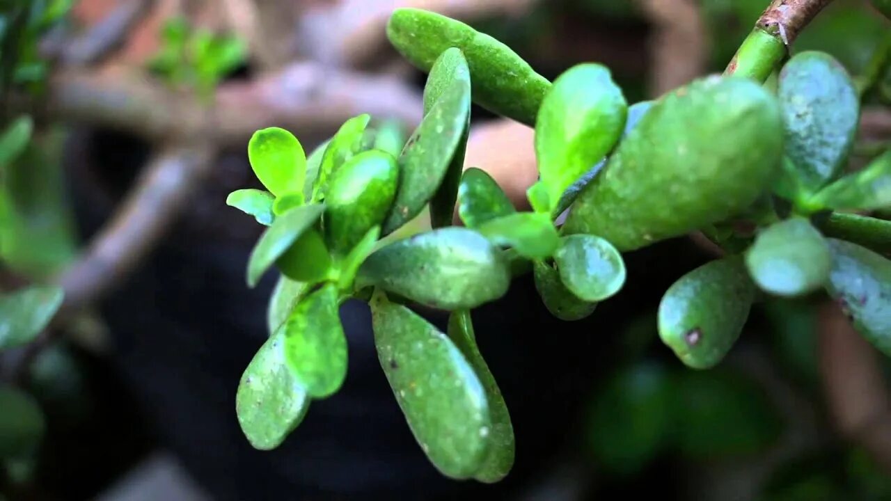 Plant video. Толстянка Крассула портулаковидная. Толстянка яйцевидная (Crassula ovata). Суккулент Крассула Овата. Красула (толстянка яйцевидная) (d10).