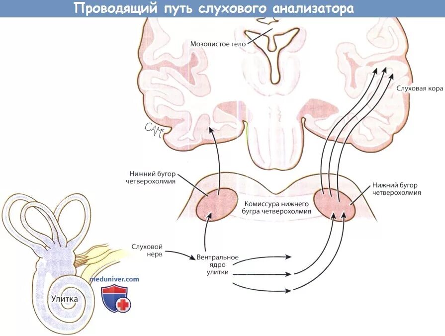 Проводящий путь органа слуха. Схема проводящих путей слухового анализатора. Проводящие пути слухового анализатора Нейроны. Проводящий путь слухового анализатора анатомия схема. Проводящие пути слухового анализатора физиология.