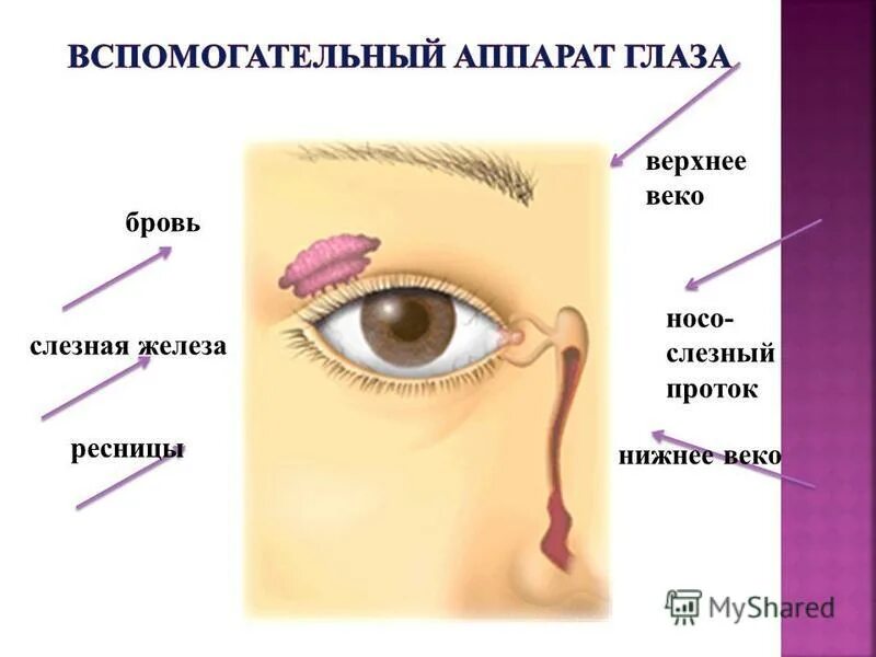 Глаз дергается какой витамин. Дёргается глаз нижнее веко. Дёргается глаз верхнее веко.