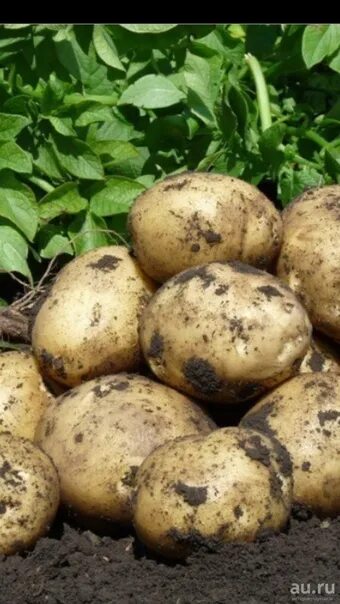 Сифра картофель характеристика. Сорт картофеля Лабелла. Сорт картофеля Сифра. Картофель Жуковский ранний.