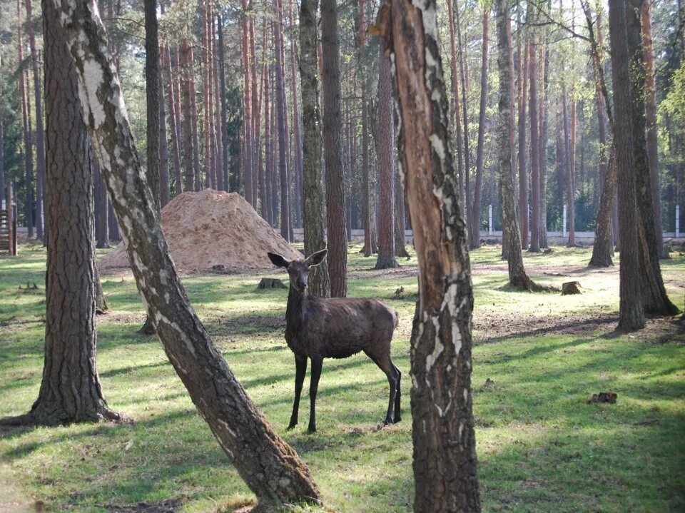 Белоруссия Беловежская пуща заповедник. Брест Беловежская пуща. Национальный парк Беловежская пуща достопримечательности. Парк отель Беловежская пуща Брест.